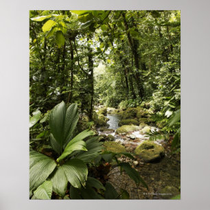 Poster córrego na floresta húmida, Dominica
