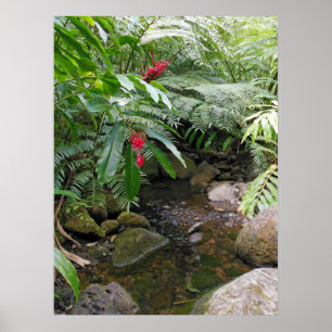 Poster Córrego tropical havaiano