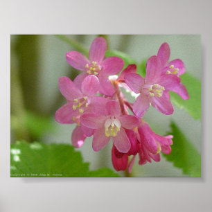 Póster Corrente de Flor Vermelho