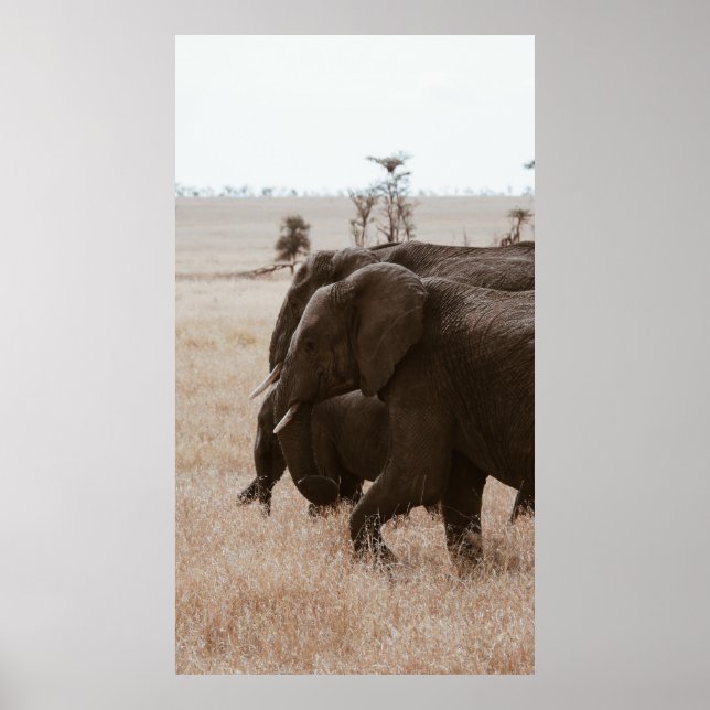 POSTER CORRIDA DE ELEFANTES (Frente)