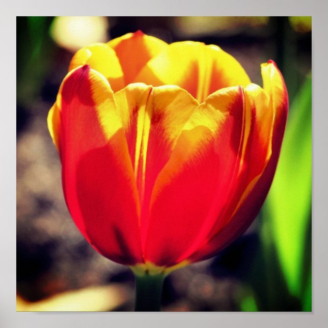 Poster Corrija Laranja Yellow Tulip Flower Close (Fechar) (Frente)