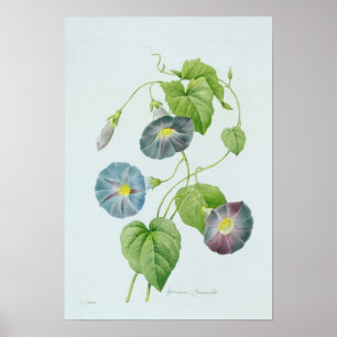 Póster Corriola