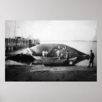 Cortando uma baleia azul no Alasca Fotografia