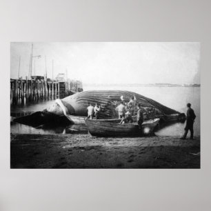 Poster Cortando uma baleia azul no Alasca Fotografia