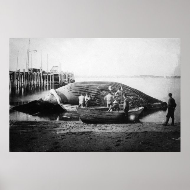 Poster Cortando uma baleia azul no Alasca Fotografia (Frente)