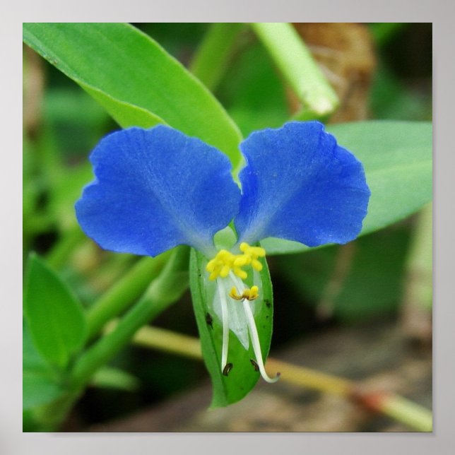 Póster Corte bonito de Flor Azul (Frente)