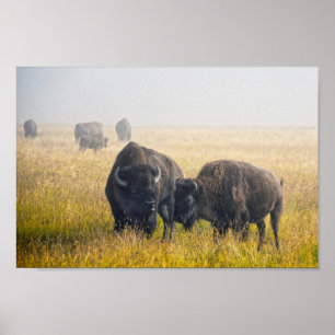 Poster Corte de Bison em Yellowstone