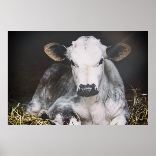 Póster Corte de Dia Ocupado (Frente)