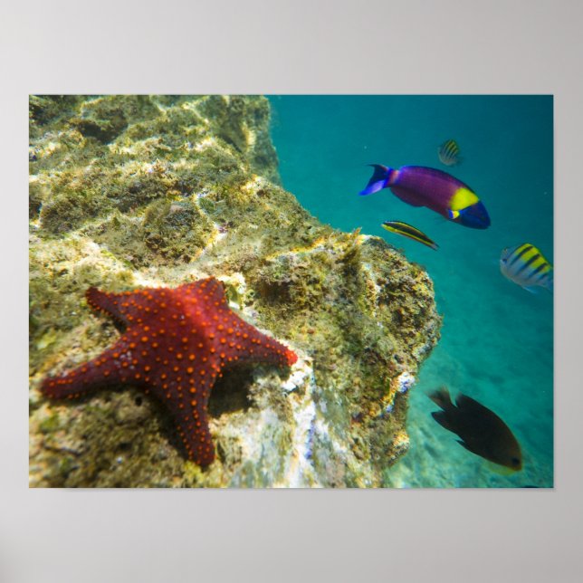 Poster Cortez Rainbow Wrasse macho e fêmea e mar (Frente)