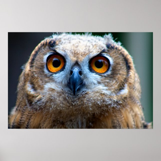 Poster Coruja (Frente)