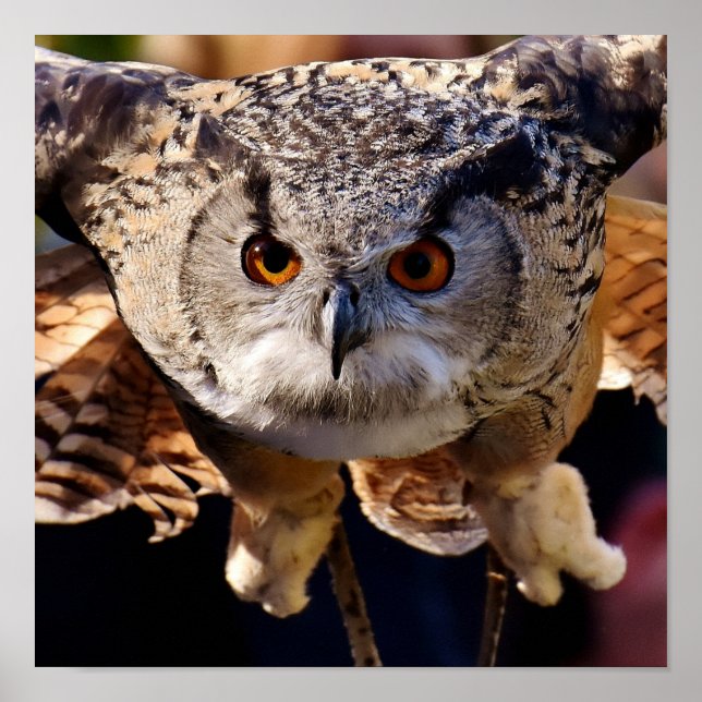 Poster Coruja (Frente)