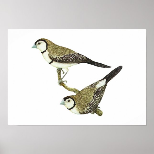 Póster Coruja (ambas as formas) - Taeniopygia bichenovii (Frente)