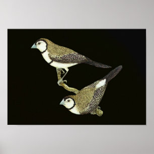 Poster Coruja (ambas as formas) - Taeniopygia bichenovii