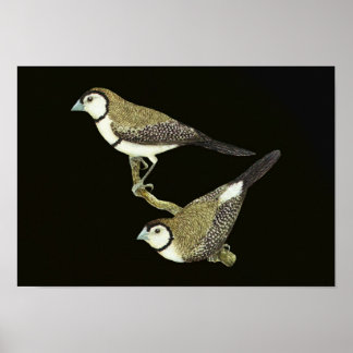 Poster Coruja (ambas as formas) - Taeniopygia bichenovii