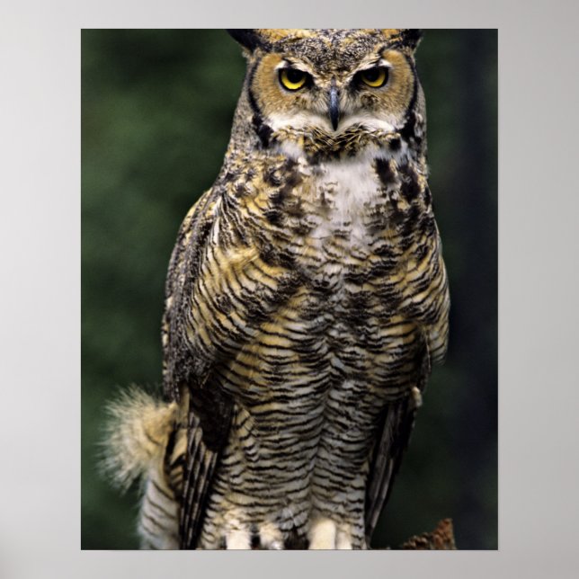 Póster Coruja-americana (Bubo virginianus), corpo inteiro (Frente)