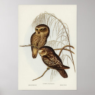 Poster Coruja avistada por Elizabeth Gould