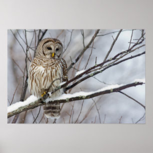 Póster Coruja barrada com uma queda de neve clara