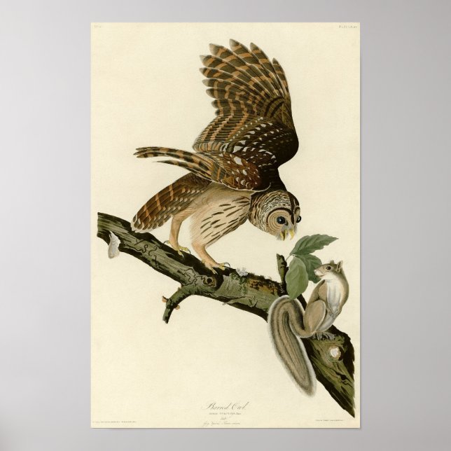 Póster Coruja Barred de Audubon (Frente)