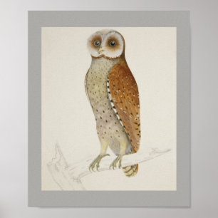 Poster Coruja Bird Peace Cottage Office Destiny's Destiny