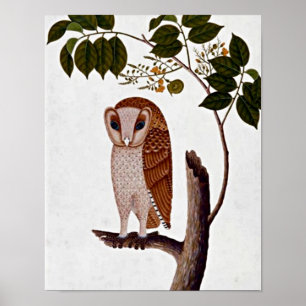 Póster Coruja botânica do vintage, Boorong Antoo