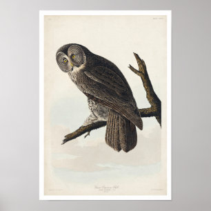 Poster Coruja Cinereosa excelente por Audubon