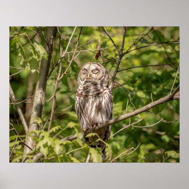 Póster Coruja com Barras Sonoras 20x16 (Frente)