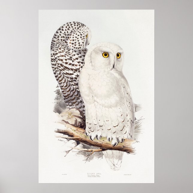 Poster Coruja das Neves (1832–1837)  (Frente)
