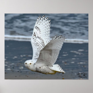 Poster Coruja-das-neves na Praia