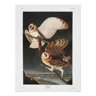 Póster Coruja de celeiro da placa 171 de Audubon