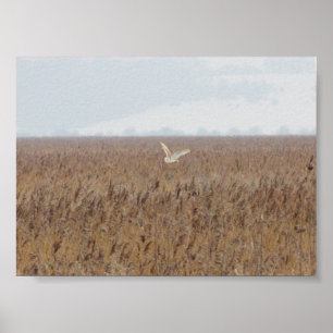 Poster Coruja de celeiro que caça sobre reedbeds