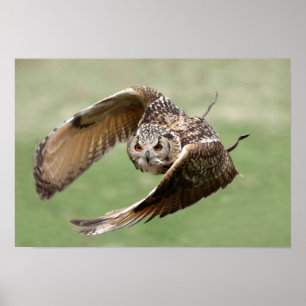 Póster Coruja de Eagle em vôo