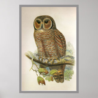 Poster Coruja de Madeira Mottled