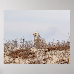 Póster Coruja de neve sentada na praia
