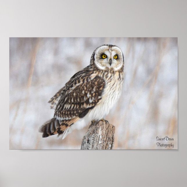 Poster Coruja de Olho Curto (Frente)