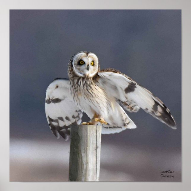 Poster Coruja de Olhos Curtos 2 (Frente)