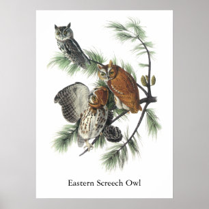Poster Coruja de Screech oriental, John Audubon