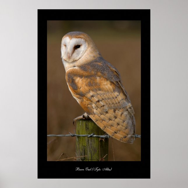 Póster Coruja-do-mar (Tyto alba). Pôster (Frente)