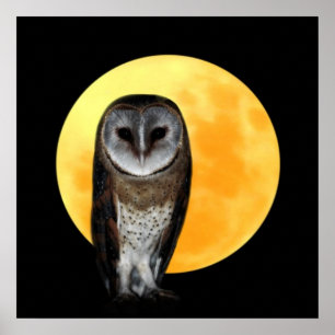 Póster Coruja e a Lua cheia