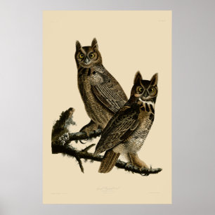 Poster Coruja Excelente de Cavalo por John James Audubon