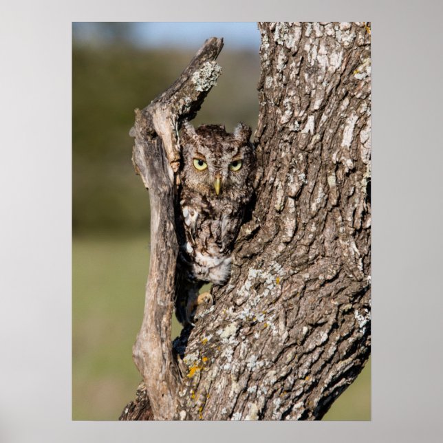 Poster Coruja-Megescops (Frente)