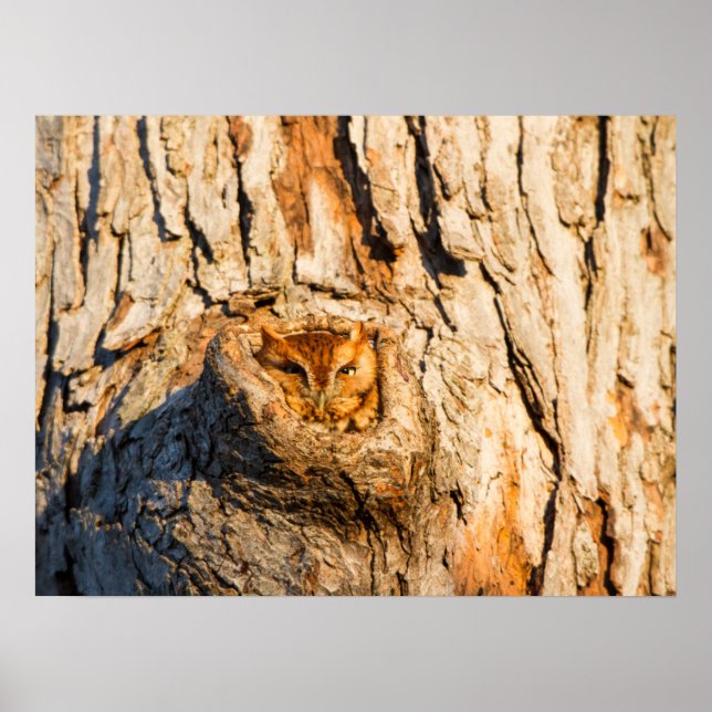 Poster Coruja Oriental (Frente)