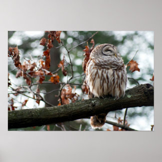 Póster Coruja Otimista