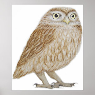 Poster Coruja pequena 2011