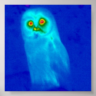 Póster coruja sábia