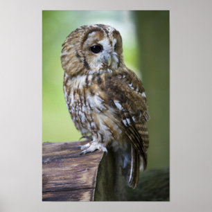 Póster Coruja Tawny