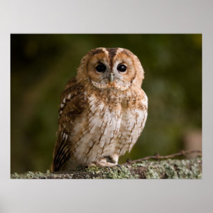 Póster Coruja Tawny