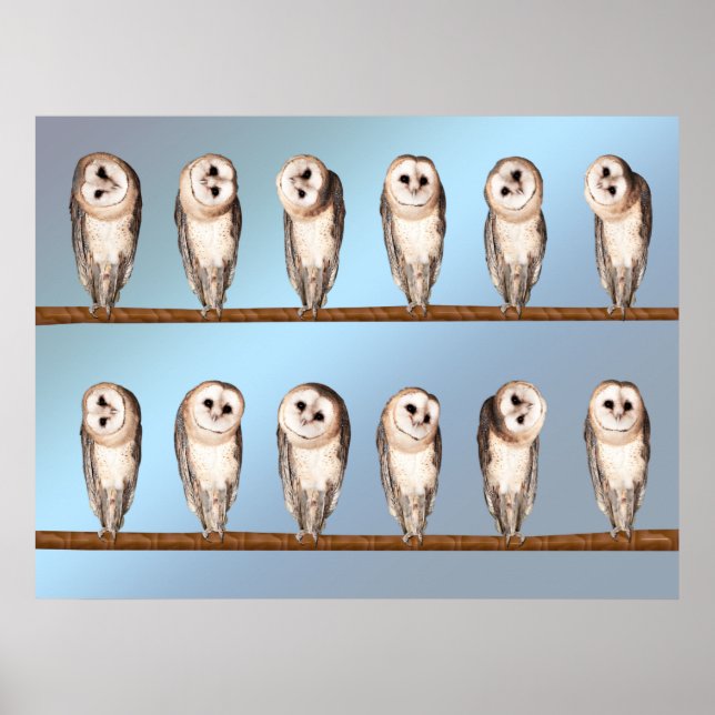 Póster Corujas curiosas (Frente)