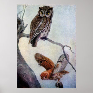 Poster Corujas de Screech orientais