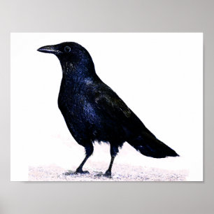 Poster Corvo