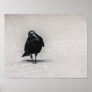 Poster corvo